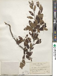 Ilex mucronata image