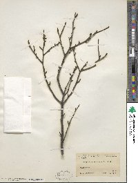 Ilex mucronata image