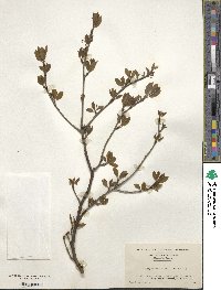 Ilex mucronata image