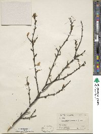 Ilex mucronata image