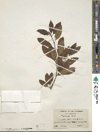 Ilex mucronata image