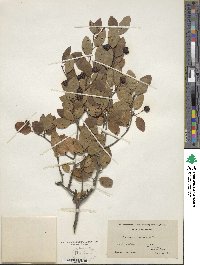 Ilex mucronata image