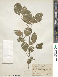 Ilex mucronata image