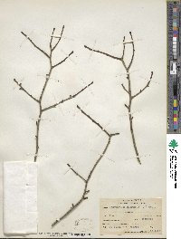 Ilex mucronata image