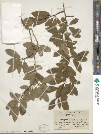 Ilex mucronata image