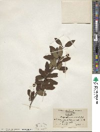 Ilex mucronata image