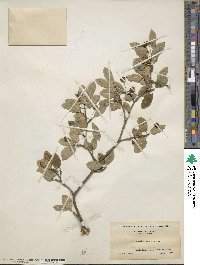 Ilex mucronata image