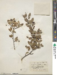 Ilex mucronata image