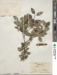 Ilex mucronata image