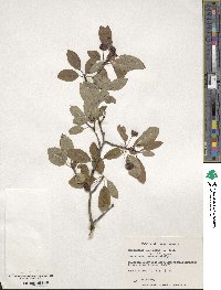 Ilex mucronata image