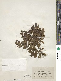 Ilex mucronata image