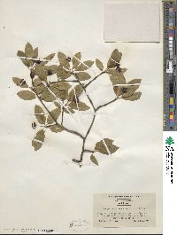 Ilex mucronata image