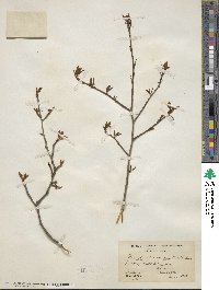 Ilex mucronata image