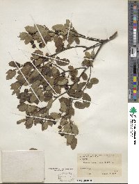 Ilex mucronata image