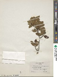 Ilex mucronata image