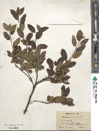 Ilex mucronata image