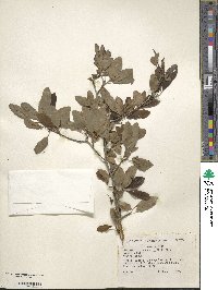 Ilex mucronata image