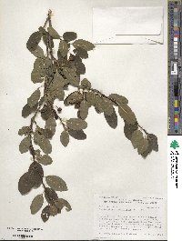 Ilex mucronata image