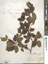 Ilex mucronata image