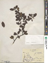 Ilex mucronata image