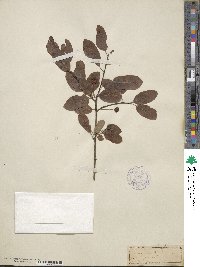 Ilex mucronata image