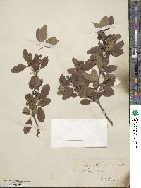 Ilex mucronata image