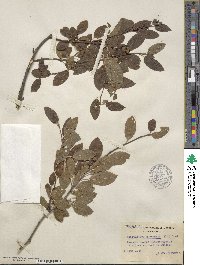 Ilex mucronata image