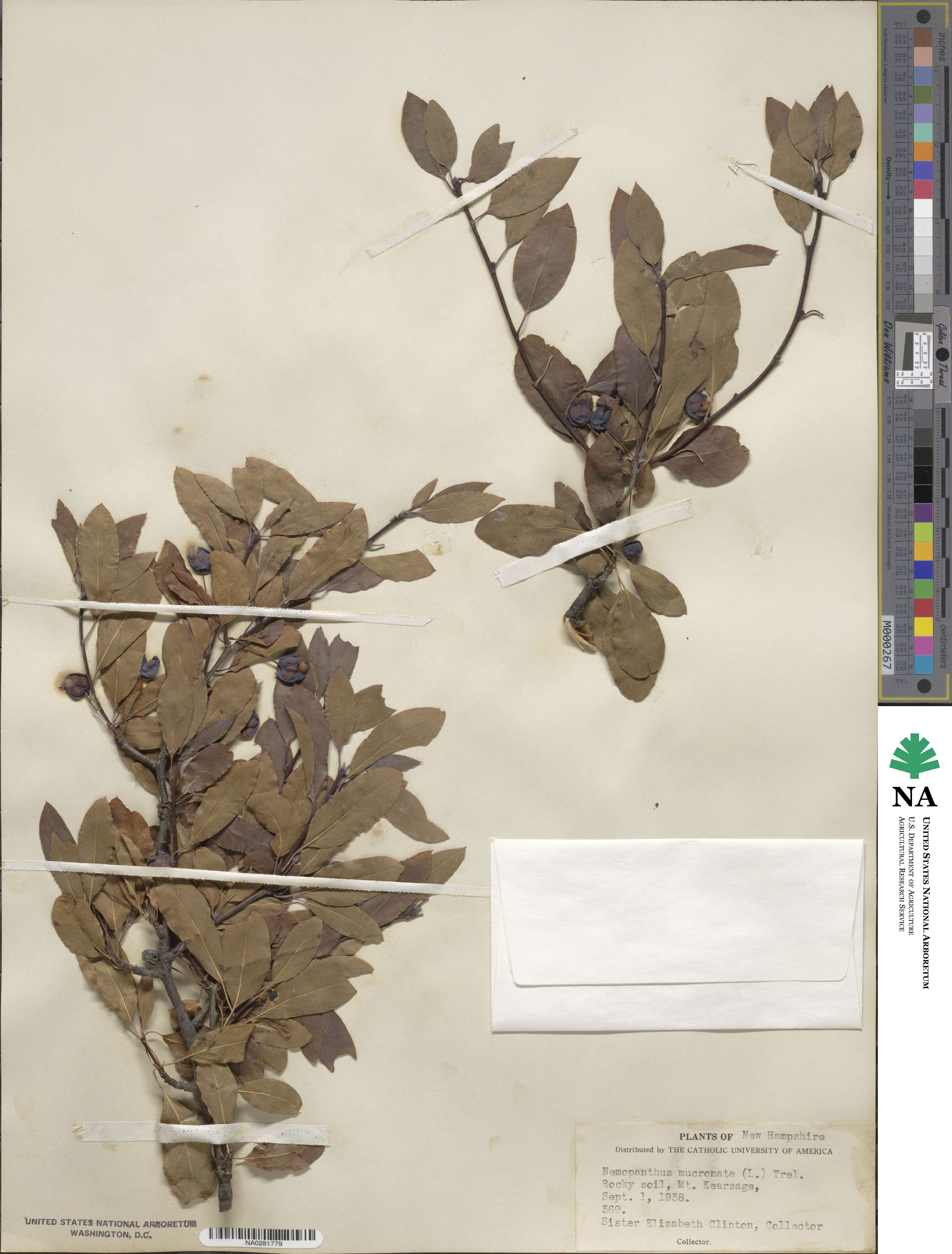 Ilex mucronata image