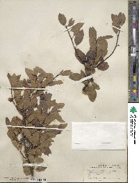 Ilex mucronata image