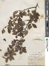 Ilex mucronata image