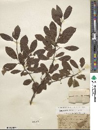 Ilex mucronata image