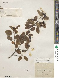 Ilex mucronata image