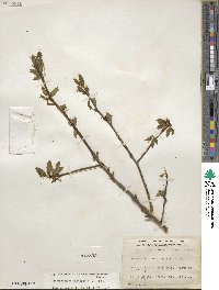 Ilex mucronata image