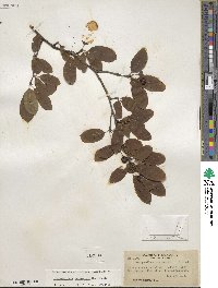 Ilex mucronata image