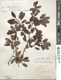 Ilex mucronata image