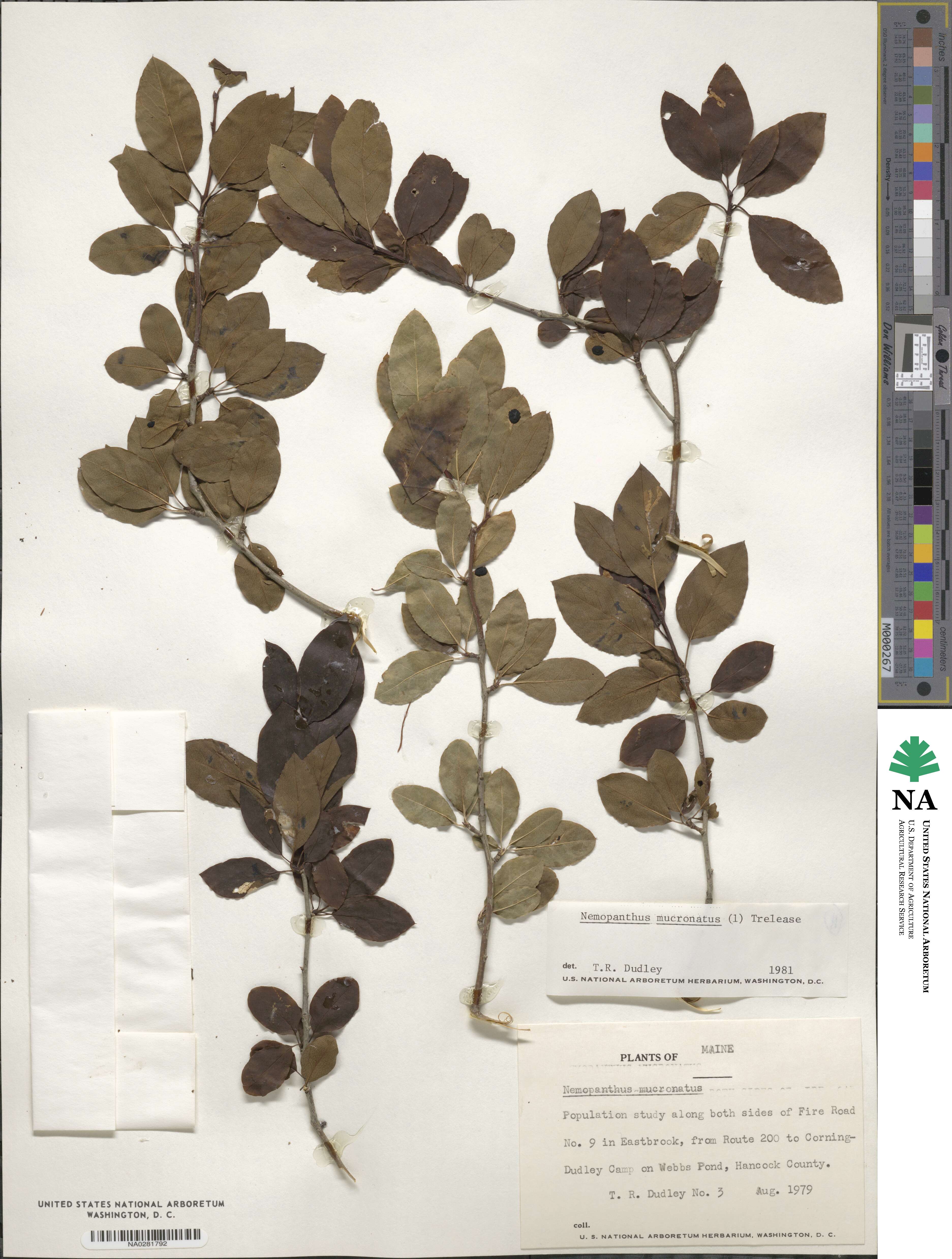 Ilex mucronata image