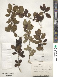 Ilex mucronata image