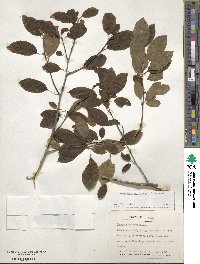 Ilex mucronata image