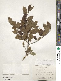 Ilex mucronata image