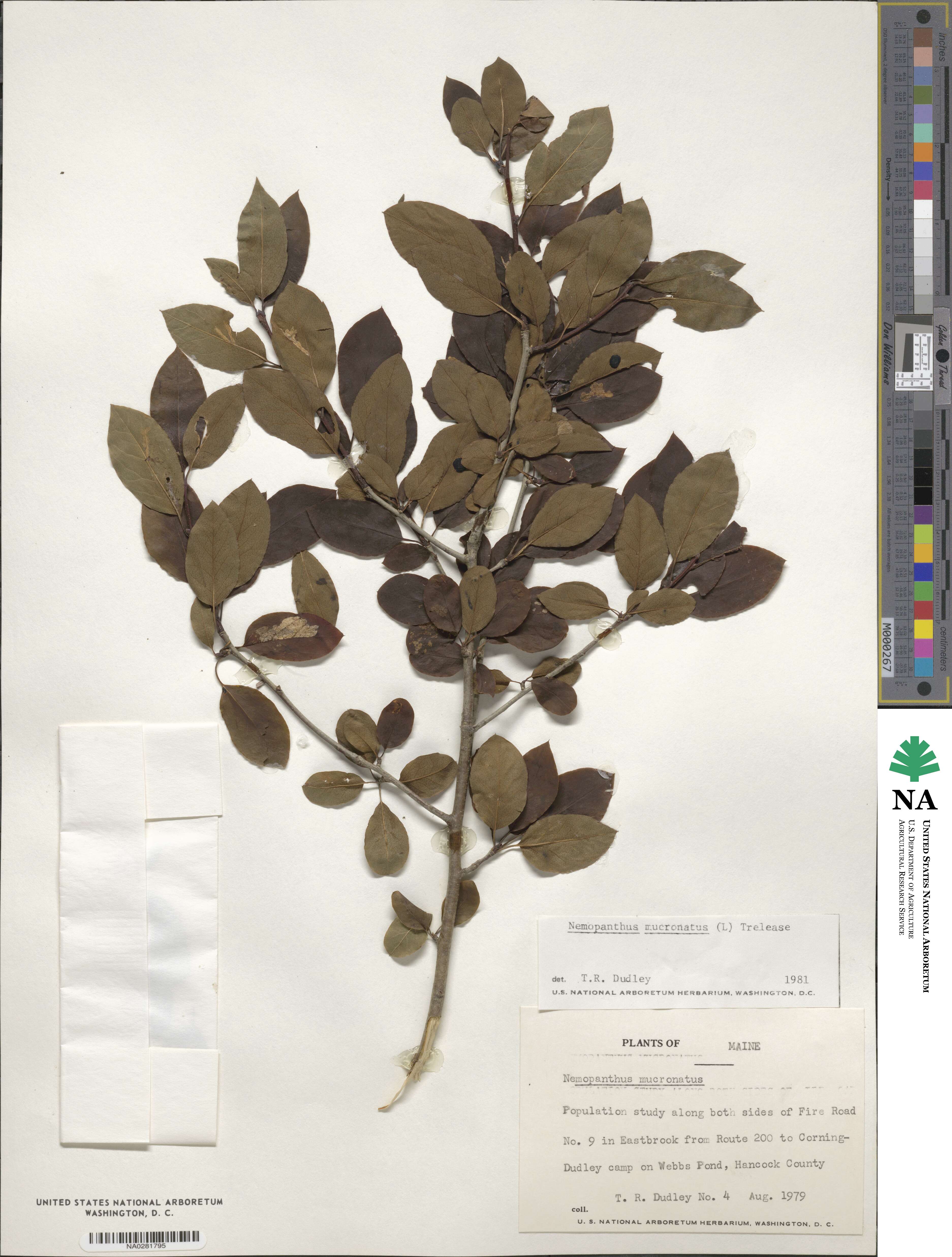 Ilex mucronata image