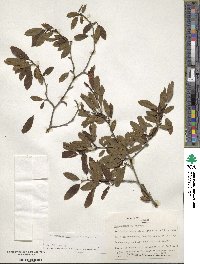 Ilex mucronata image