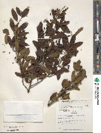 Ilex mucronata image