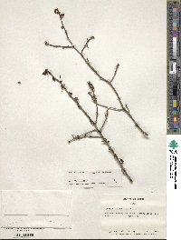 Ilex mucronata image