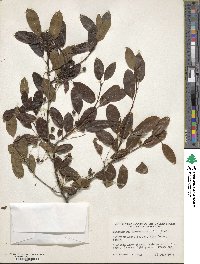 Ilex mucronata image