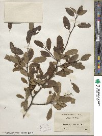 Ilex mucronata image