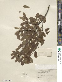 Ilex mucronata image