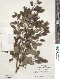 Ilex mucronata image