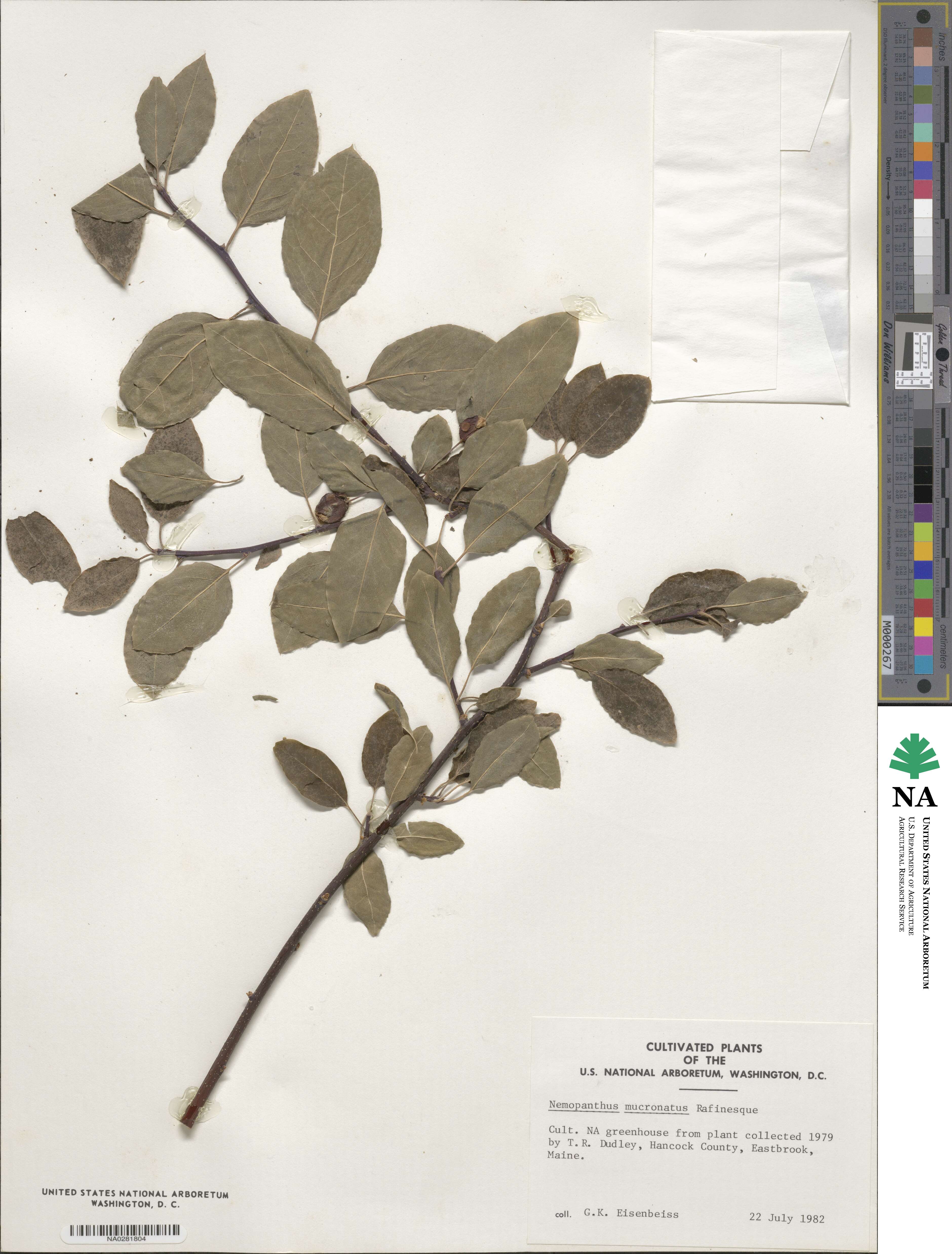 Ilex mucronata image