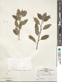 Ilex mucronata image