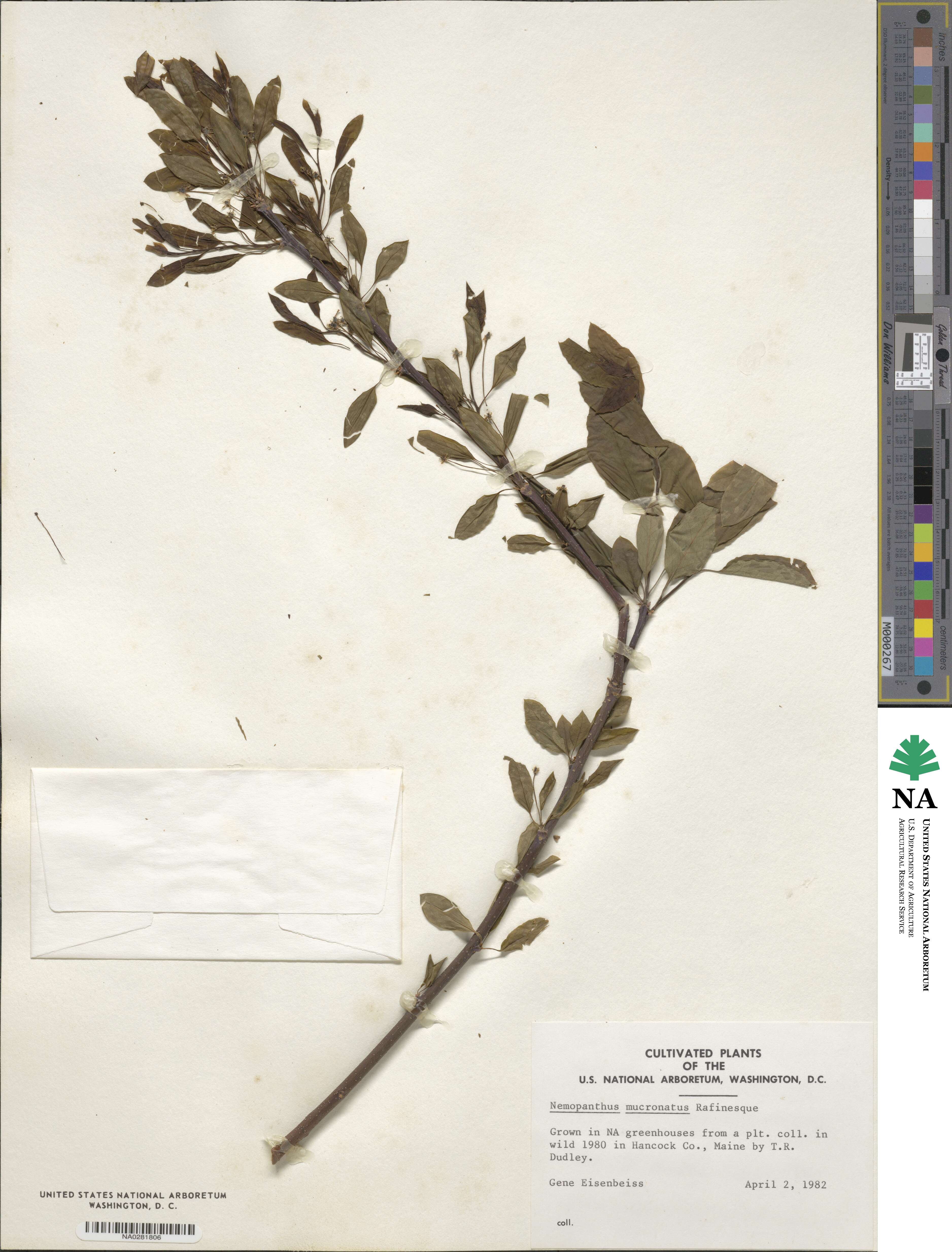 Ilex mucronata image